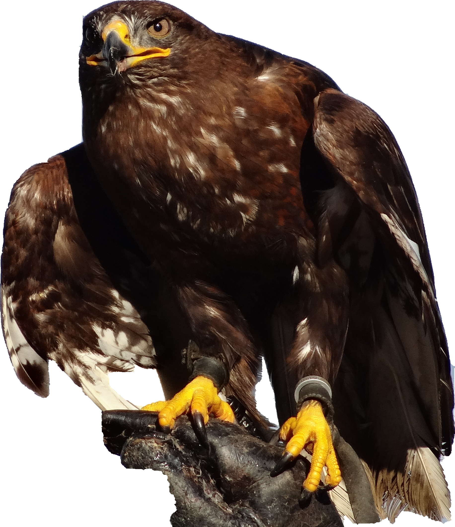 Greifvogel schreie