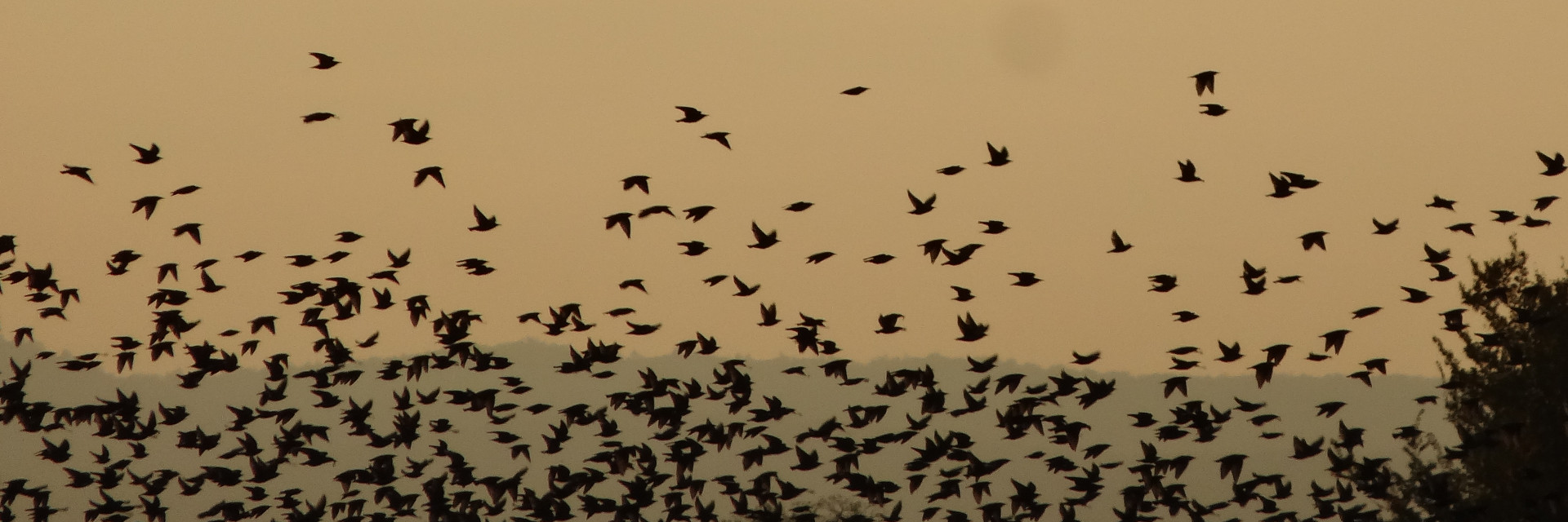 Vogelschwarm