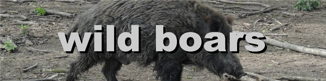 keep away wild boars
