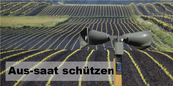 Aussaat vor Kraehen schuetzen