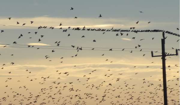 Vogelschwarm fernhalten