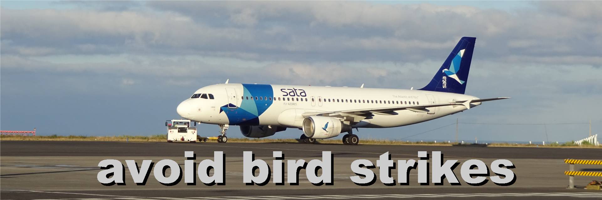 avoid birdstrikes