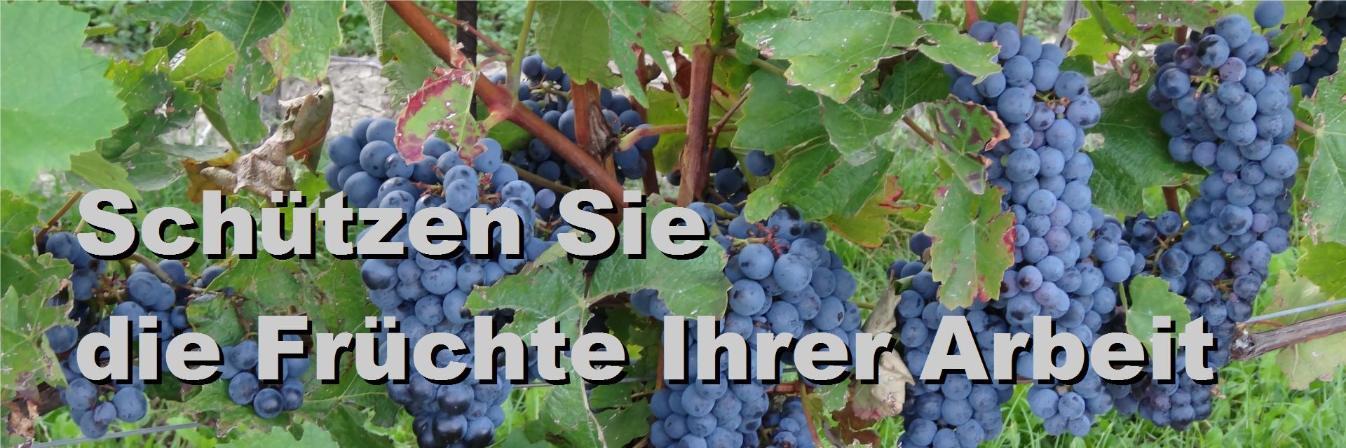 weintrauben-Stare