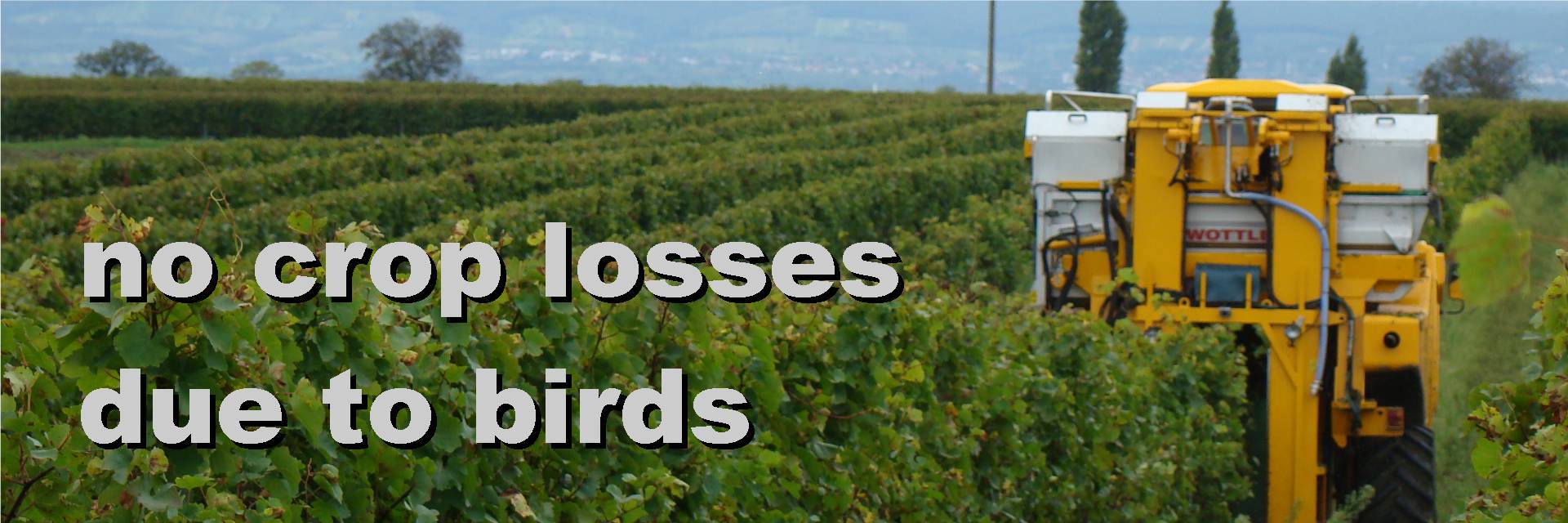 no crop losses
