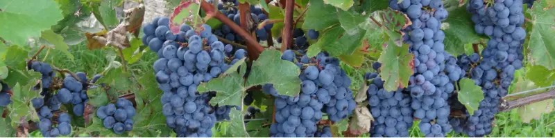 weingarten vor Staren schützen